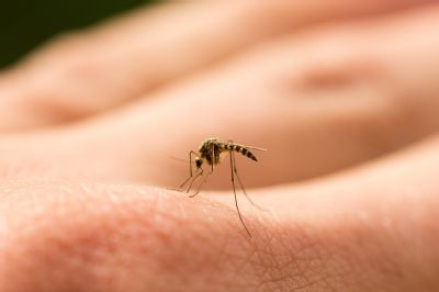 Odborníci Nemocnice Prostějov radí: Nepodceňujte ochranu před bodnutí hmyzem ani klíšťaty, počet nakažených roste