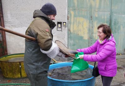 Vánoční tradice pokračuje: Zaměstnanci nemocnic AGEL Středomoravská nemocniční si i letos odnesou kapra zdarma 